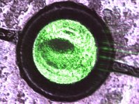 polished fibers under microscope photo 4