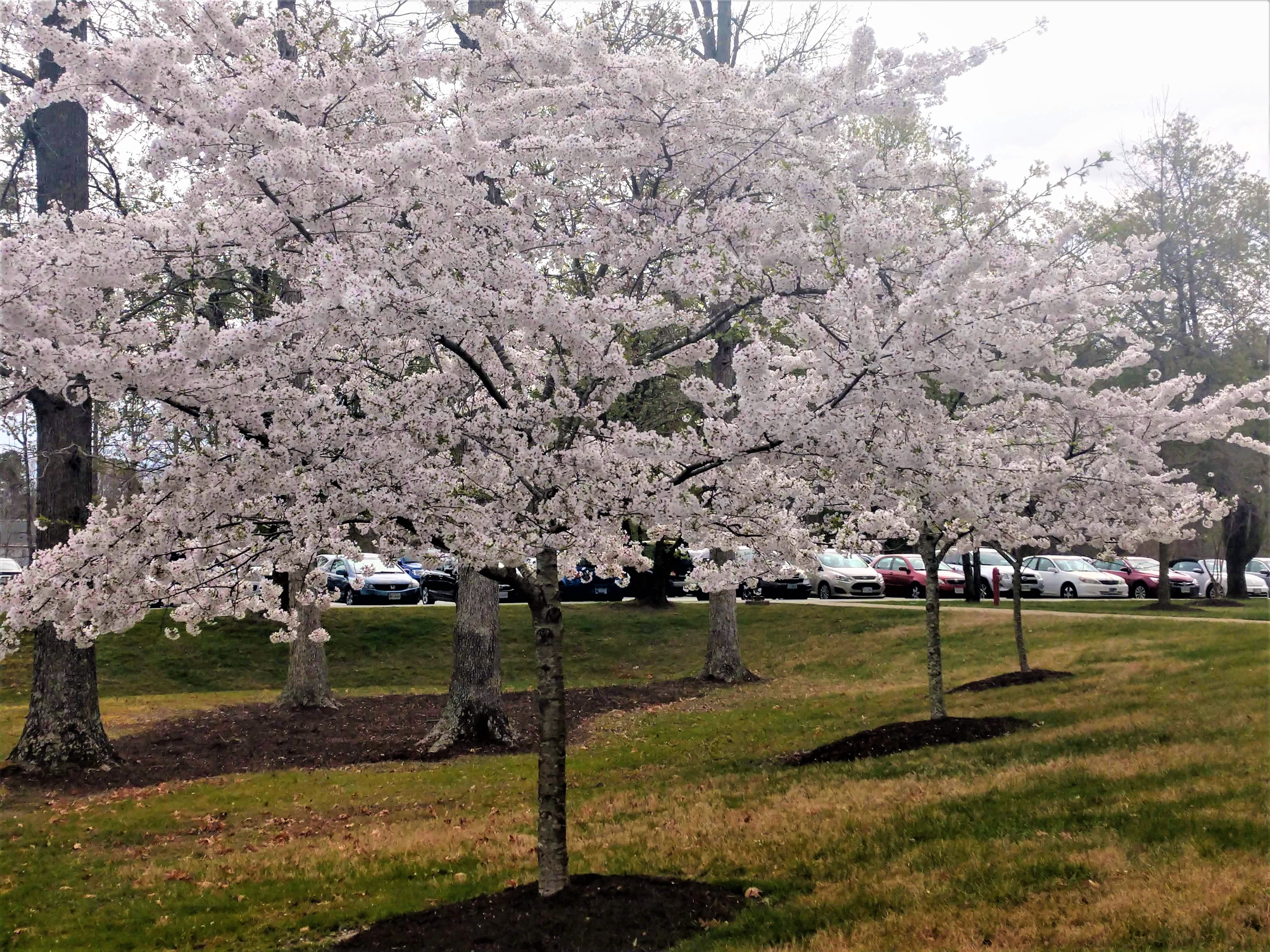 Spring blooms on campus, April 2, 2019..