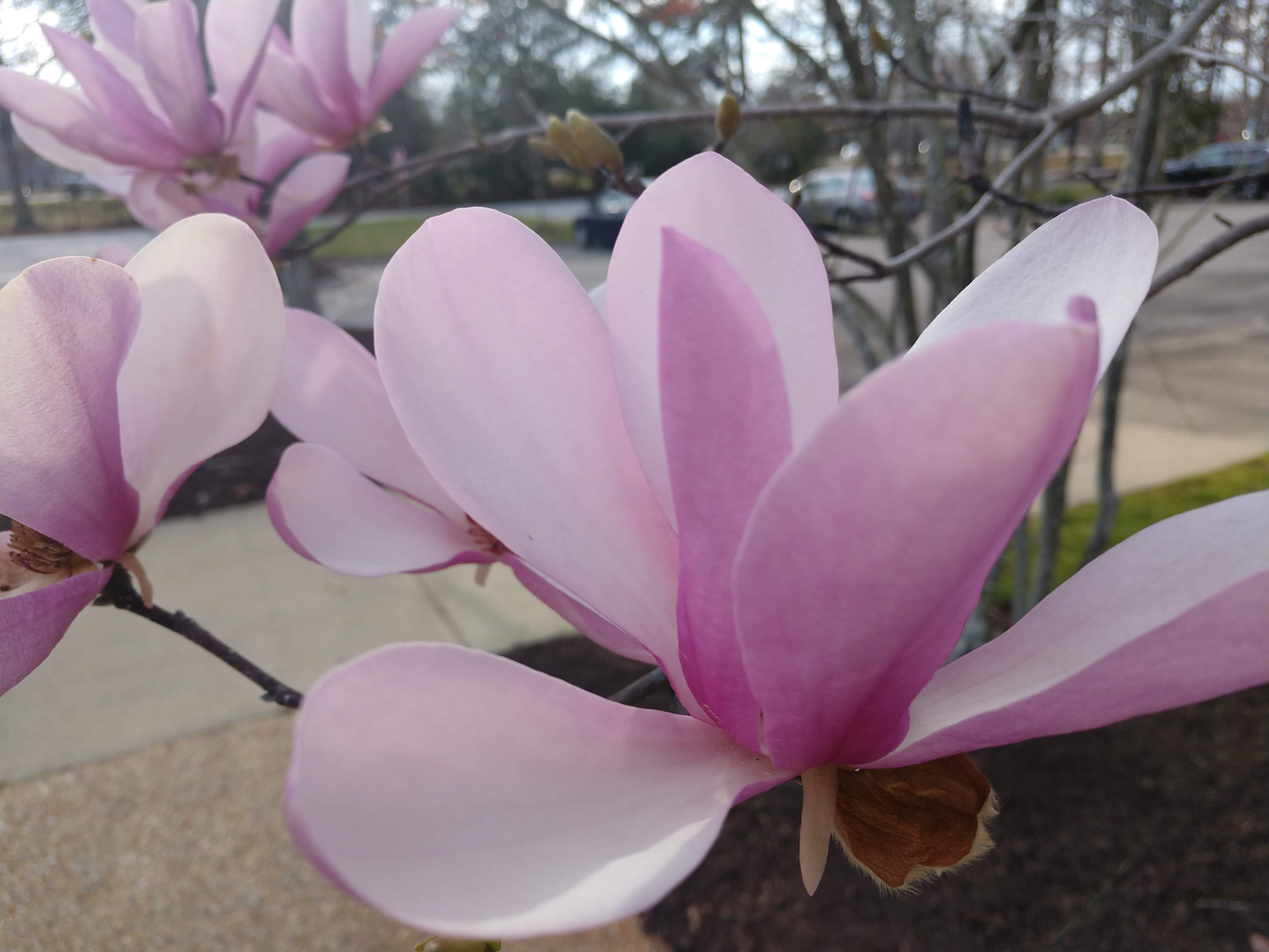 Close-up of blossoms, Applied Research Center, March 2020.