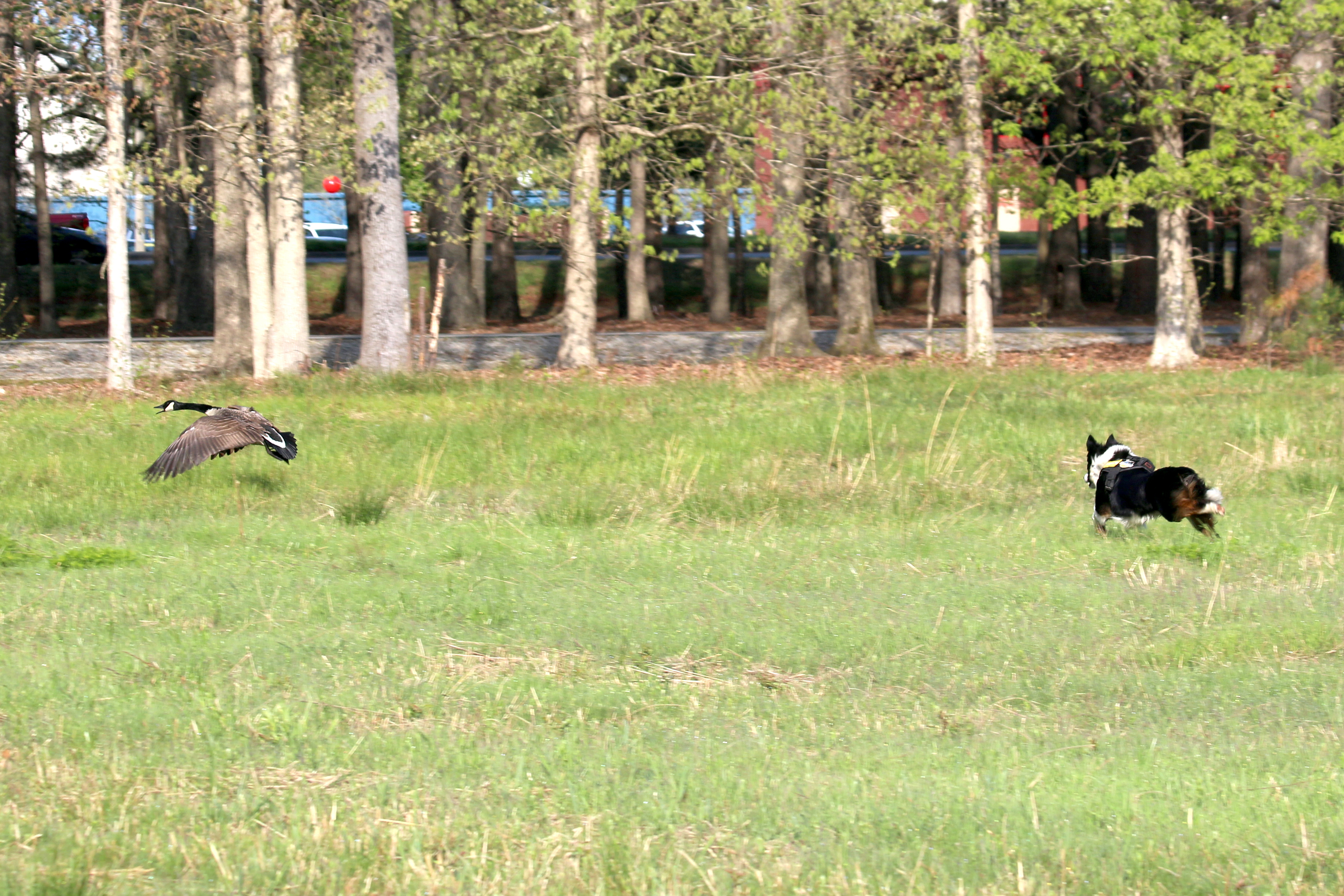 A goosedog herds a goose away from a high-traffic area