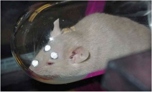 Mouse Medicine: System Gets Clear, 3D Brain Scans of Moving Mice