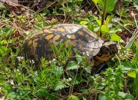 common box turtle in vegetation