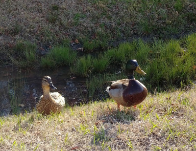 Family of ducks on Jefferson Lab site