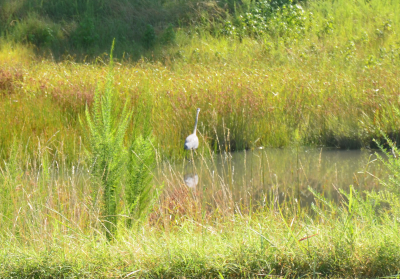 Water retention pond with heron