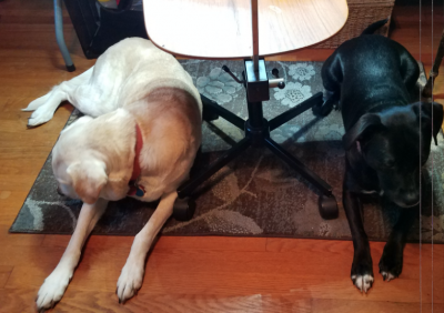Leffel's dogs, Molly and Matilda