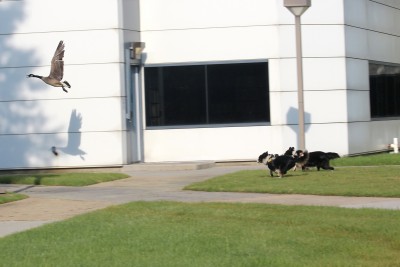 Geesedogs herd a goose away from Jefferson Lab's main administration buildings, CEBAF Center